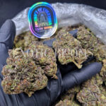 Mimosa sativa hybrid cannabis strain – available for weed delivery in DC, Virginia, and Richmond via Exotic Blooms