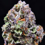 Mimosa sativa hybrid cannabis strain – available for weed delivery in DC, Virginia, and Richmond via Exotic Blooms