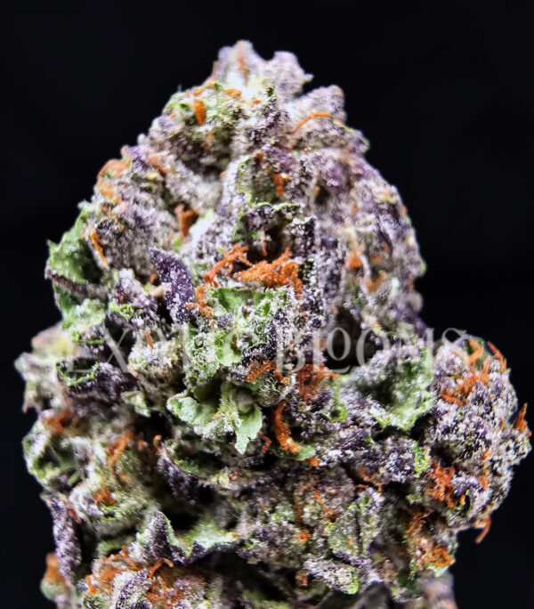 Mimosa sativa hybrid cannabis strain – available for weed delivery in DC, Virginia, and Richmond via Exotic Blooms