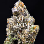 Blackberry Kush cannabis strain indica hybrid 28-32% THC available for weed delivery in Washington DC, Virginia, Maryland, and Richmond VA