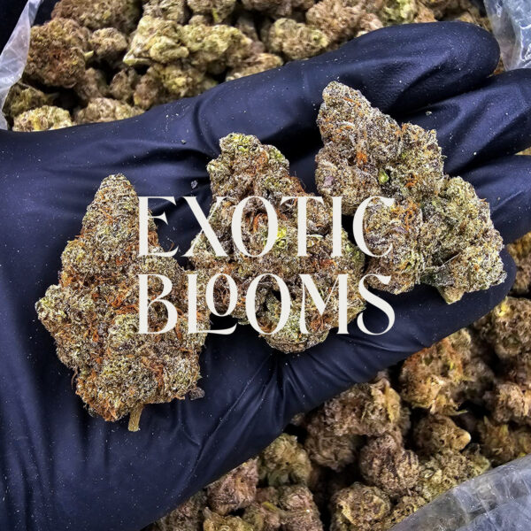 Blackberry Kush cannabis strain indica hybrid 28-32% THC available for weed delivery in Washington DC, Virginia, Maryland, and Richmond VA