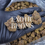 Blackberry Kush cannabis strain indica hybrid 28-32% THC available for weed delivery in Washington DC, Virginia, Maryland, and Richmond VA