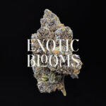 Blackberry Kush cannabis strain indica hybrid 28-32% THC available for weed delivery in Washington DC, Virginia, Maryland, and Richmond VA