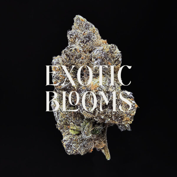 Blackberry Kush cannabis strain indica hybrid 28-32% THC available for weed delivery in Washington DC, Virginia, Maryland, and Richmond VA