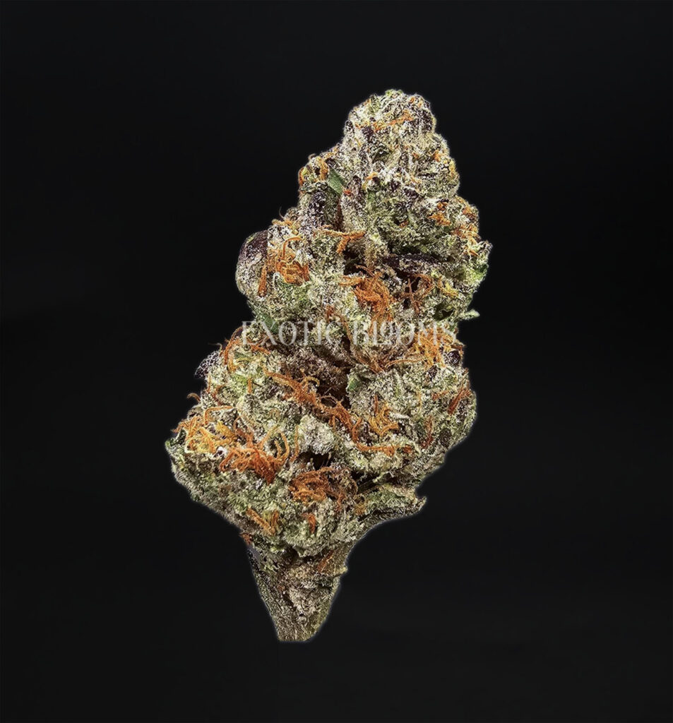 Gelato 33 Oz Deal *OUT OF STOCK* - Exotic Blooms - Experience ...