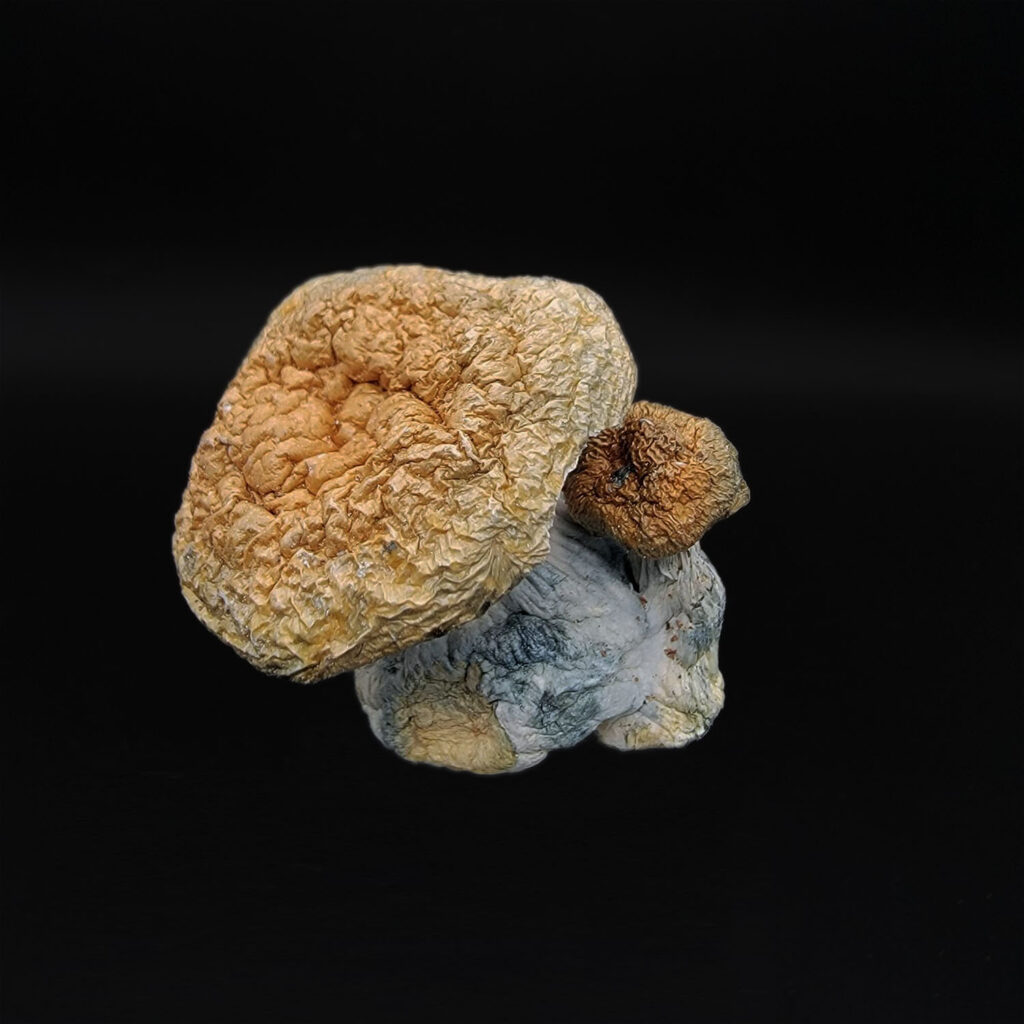 DC Mak 95 Magic Mushrooms *OUT OF STOCK* Exotic Blooms Delivery DC Weed Delivery & VA