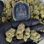 Gorilla Cookies Washington DC Virginia
