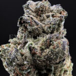 Gorilla Cookies Washington DC Virginia