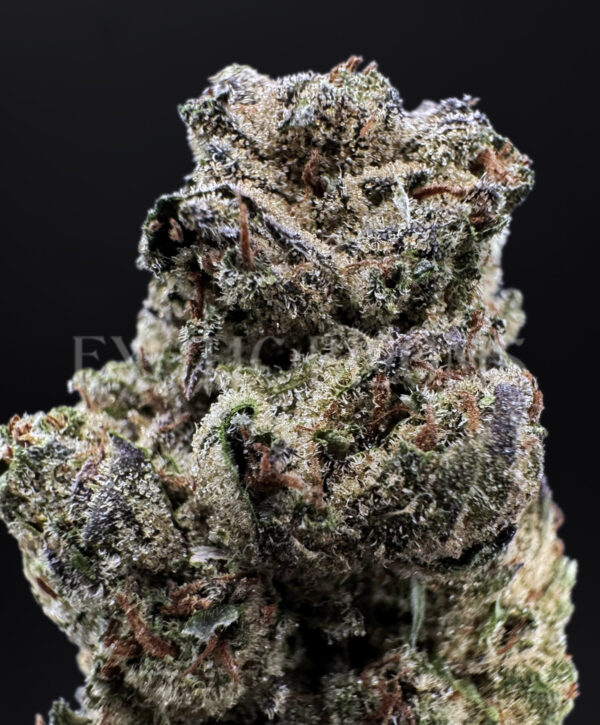 Gorilla Cookies Washington DC Virginia