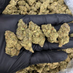 Gruntz hybrid cannabis strain, 25–28% THC, sweet candy and creamy fruit flavor, Exotic Blooms weed delivery in Washington DC, Virginia, Maryland, and Richmond VA