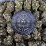 Bacio Gelato Strain Exotic Blooms washington dc weed delivery