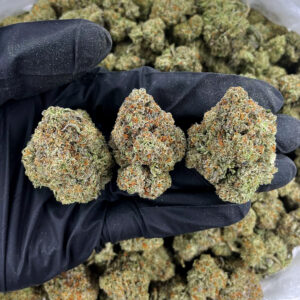 Kinglato strain, indica-dominant hybrid, 23–27% THC, available for weed delivery in Washington DC, Virginia, Maryland, and Richmond VA