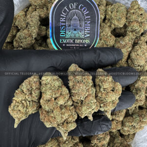 Purple PUnch Strain Exotic Blooms virginia weed delivery