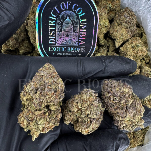 Purple Cream Washington DC Virginia