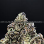 Purple Cream Strain Exotic Blooms virginia weed delivery