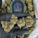 Gorilla King Strain Exotic Blooms virginia weed delivery