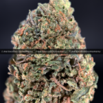 Pink Ferrari Strain Washington DC Virginia Maryland