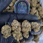 Oreoz indica cannabis strain – available for weed delivery in DC, Virginia, and Richmond via Exotic Blooms