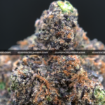 Purple Diesel Strain Washington DC Virginia Maryland