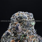 Tropical Sherbet Strain Exotic Blooms Virginia weed delivery