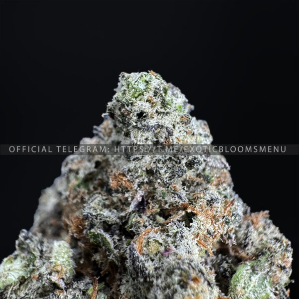 Alien Blackout Strain Exotic Blooms virginia weed delivery