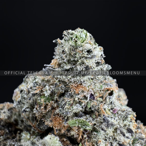 Alien Blackout Strain Exotic Blooms maryland weed delivery