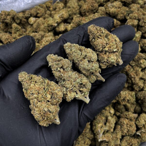 Cherry Gelato hybrid cannabis strain 24–26% THC available for weed delivery in Washington DC Virginia Maryland Richmond VA