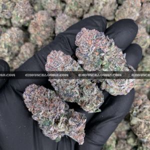 Close-up of Permanent Z cannabis bud with purple and orange hues, available for VA weed delivery and DC cannabis delivery