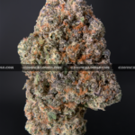Vibrant Rainbow Candy cannabis strain buds showcasing a balanced 50/50 hybrid (Dancehall x Blueberry) with dense trichomes, a tropical candy flavor reminiscent of Tropical Starburst, and an aroma like a lively candy shop—perfect for DC and VA weed delivery.