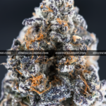 Russian Crème strain, a premium sativa-dominant hybrid with a sweet vanilla flavor and high THC content, available for delivery across Virginia. Order now through Exotic Blooms for exclusive access to this rare, relaxing cannabis strain.