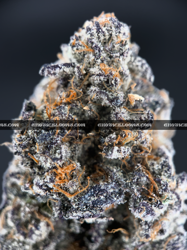 Russian Crème strain, a premium sativa-dominant hybrid with a sweet vanilla flavor and high THC content, available for delivery across Virginia. Order now through Exotic Blooms for exclusive access to this rare, relaxing cannabis strain.