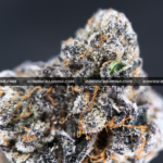 Russian Crème strain, a premium sativa-dominant hybrid with a sweet vanilla flavor and high THC content, available for delivery across Virginia. Order now through Exotic Blooms for exclusive access to this rare, relaxing cannabis strain.