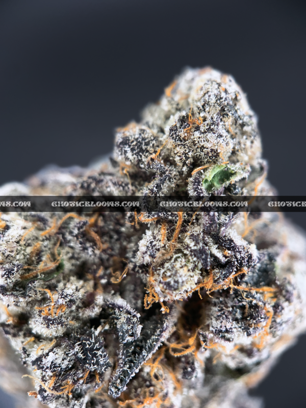 Russian Crème strain, a premium sativa-dominant hybrid with a sweet vanilla flavor and high THC content, available for delivery across Virginia. Order now through Exotic Blooms for exclusive access to this rare, relaxing cannabis strain.