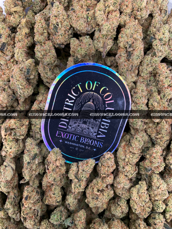 Slurricane strain cannabis buds featuring dense, deep olive-green nugs with purple hues and amber pistils, coated in frosty trichomes. This potent indica-leaning hybrid offers sweet berry, spicy earth, and blueberry tea aromas, delivering strong relaxation and couch-lock effects. Perfect for stress relief, pain management, and sleep aid.