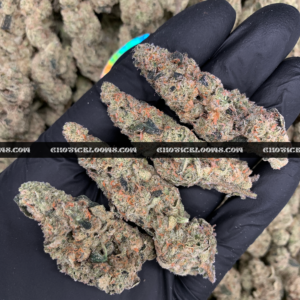 Slurricane strain cannabis buds featuring dense, deep olive-green nugs with purple hues and amber pistils, coated in frosty trichomes. This potent indica-leaning hybrid offers sweet berry, spicy earth, and blueberry tea aromas, delivering strong relaxation and couch-lock effects. Perfect for stress relief, pain management, and sleep aid.