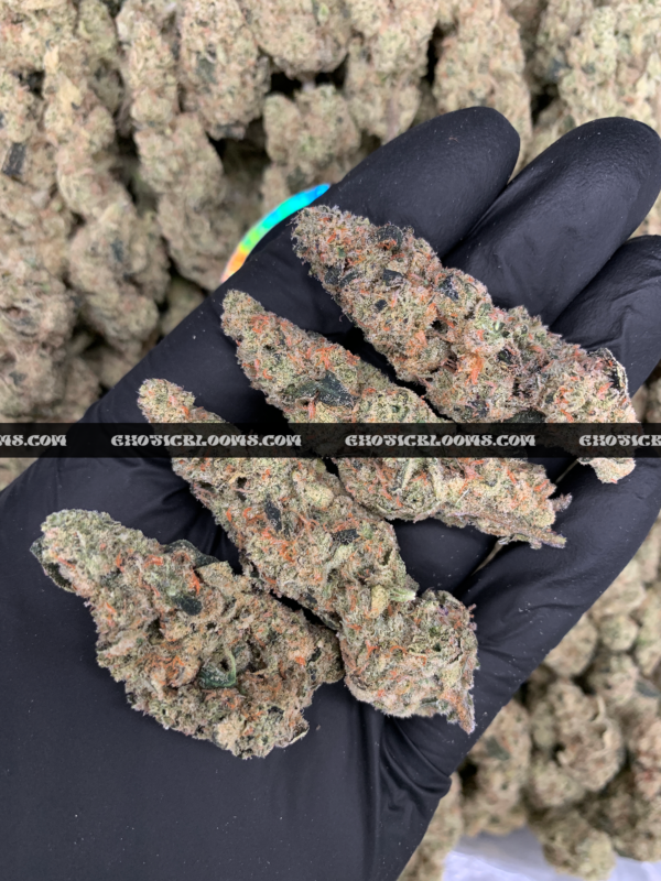 Slurricane strain cannabis buds featuring dense, deep olive-green nugs with purple hues and amber pistils, coated in frosty trichomes. This potent indica-leaning hybrid offers sweet berry, spicy earth, and blueberry tea aromas, delivering strong relaxation and couch-lock effects. Perfect for stress relief, pain management, and sleep aid.