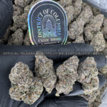 Tropical Sherbet Strain Exotic Blooms dmv weed delivery