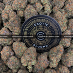 Close-up of Biscotti Sundae strain featuring super dense forest green buds with orange hairs and a coating of golden-white trichomes, available for weed delivery in Washington, DC, and Virginia. The buds give off a dessert-like aroma of chocolate, citrus, and gassy diesel.