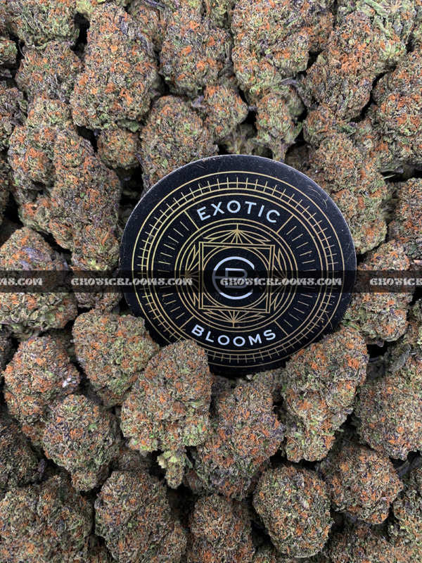 Close-up of Biscotti Sundae strain featuring super dense forest green buds with orange hairs and a coating of golden-white trichomes, available for weed delivery in Washington, DC, and Virginia. The buds give off a dessert-like aroma of chocolate, citrus, and gassy diesel.