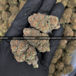 Close-up of Biscotti Sundae strain featuring super dense forest green buds with orange hairs and a coating of golden-white trichomes, available for weed delivery in Washington, DC, and Virginia. The buds give off a dessert-like aroma of chocolate, citrus, and gassy diesel.