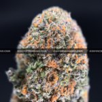 Close-up of Biscotti Sundae strain featuring super dense forest green buds with orange hairs and a coating of golden-white trichomes, available for weed delivery in Washington, DC, and Virginia. The buds give off a dessert-like aroma of chocolate, citrus, and gassy diesel.