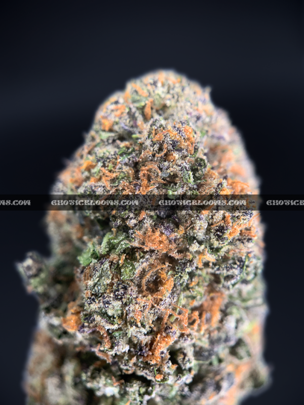 Close-up of Biscotti Sundae strain featuring super dense forest green buds with orange hairs and a coating of golden-white trichomes, available for weed delivery in Washington, DC, and Virginia. The buds give off a dessert-like aroma of chocolate, citrus, and gassy diesel.
