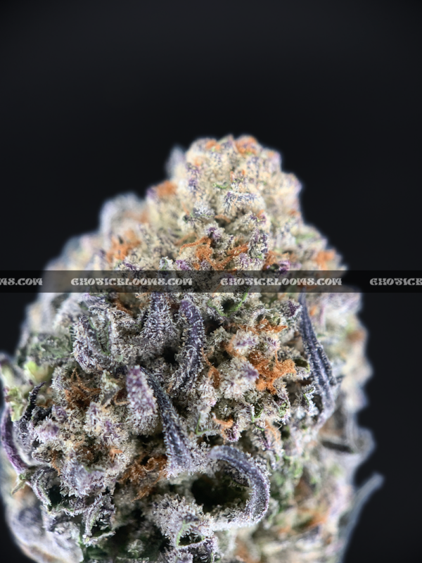 Close-up of Death Bubba strain featuring dark forest green buds with deep purple undertones, fiery orange hairs, and a thick frosty layer of sandy-white trichomes, available for DC and Virginia weed delivery. The buds emit a pungent earthy pine aroma with hints of spicy lemon and musk.