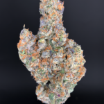 French Lotus by Maven Genetics premium hybrid cannabis flower available for Washington DC and Northern Virginia weed delivery