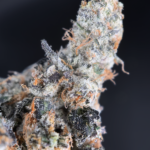 French Lotus by Maven Genetics premium hybrid cannabis flower available for Washington DC and Northern Virginia weed delivery