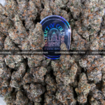 "Close-up of French Lotus strain featuring dense, trichome-coated purple buds with orange hairs, available for weed delivery in Virginia. This rare hybrid offers a citrusy, gassy aroma with earthy undertones and high THC potency, ideal for experienced users seeking premium flower on the East Coast.