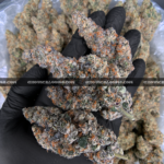 "Close-up of French Lotus strain featuring dense, trichome-coated purple buds with orange hairs, available for weed delivery in Virginia. This rare hybrid offers a citrusy, gassy aroma with earthy undertones and high THC potency, ideal for experienced users seeking premium flower on the East Coast.
