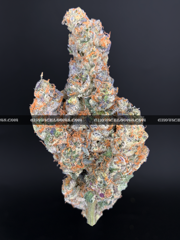 "Close-up of French Lotus strain featuring dense, trichome-coated purple buds with orange hairs, available for weed delivery in Virginia. This rare hybrid offers a citrusy, gassy aroma with earthy undertones and high THC potency, ideal for experienced users seeking premium flower on the East Coast.