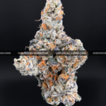 "Close-up of French Lotus strain featuring dense, trichome-coated purple buds with orange hairs, available for weed delivery in Virginia. This rare hybrid offers a citrusy, gassy aroma with earthy undertones and high THC potency, ideal for experienced users seeking premium flower on the East Coast.