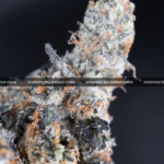 "Close-up of French Lotus strain featuring dense, trichome-coated purple buds with orange hairs, available for weed delivery in Virginia. This rare hybrid offers a citrusy, gassy aroma with earthy undertones and high THC potency, ideal for experienced users seeking premium flower on the East Coast.